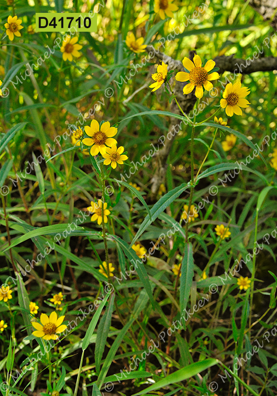 Nodding Beggarticks (Bidens cernua)